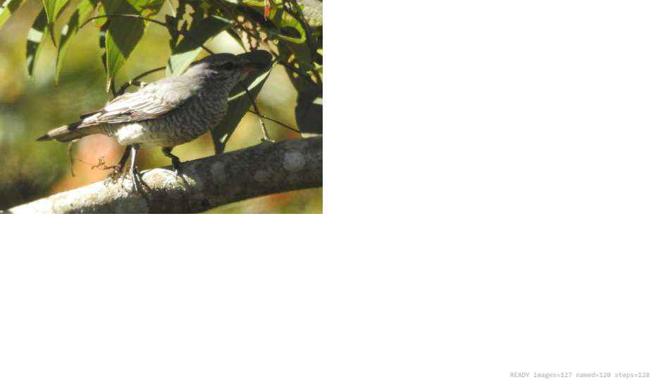 Wildlife recorded on campus during the biodiversity survey — The Dome Retreats, Madikeri, Western Ghats (survey photo 72)