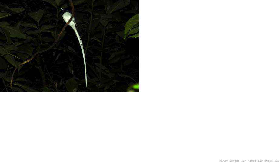 Wildlife recorded on campus during the biodiversity survey — The Dome Retreats, Madikeri, Western Ghats (survey photo 73)