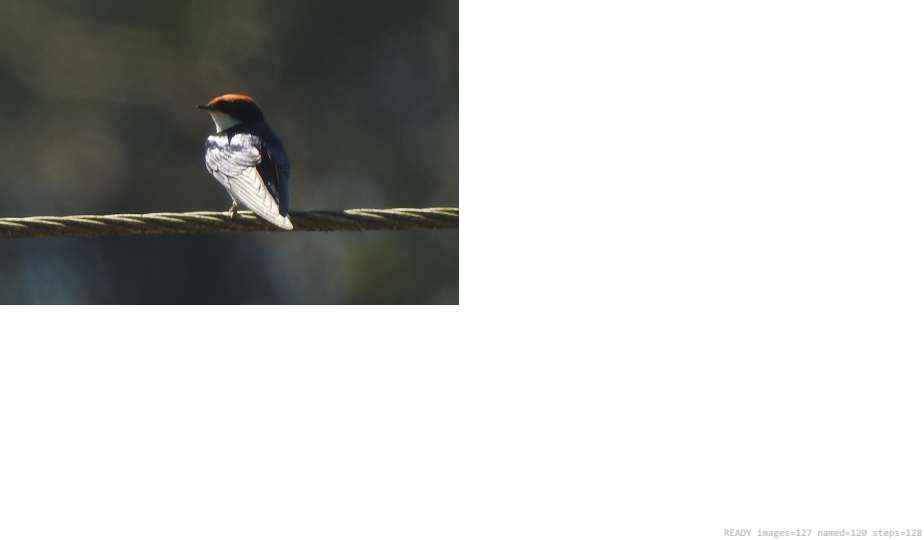 Wildlife recorded on campus during the biodiversity survey — The Dome Retreats, Madikeri, Western Ghats (survey photo 74)