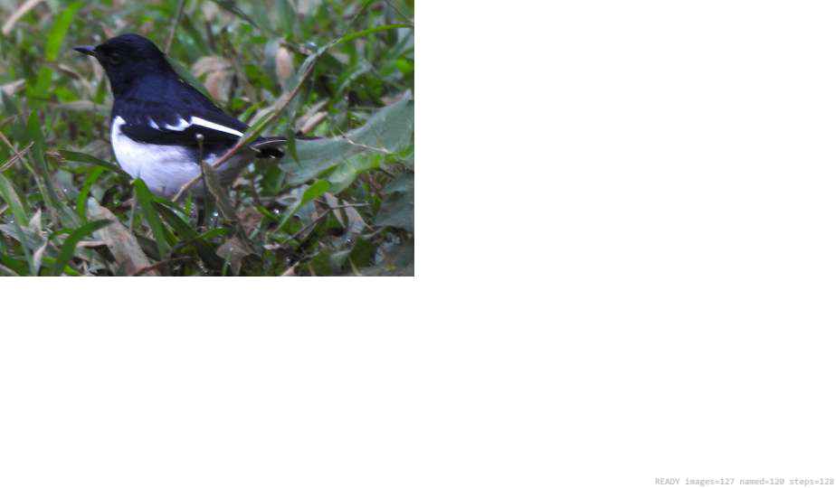 Wildlife recorded on campus during the biodiversity survey — The Dome Retreats, Madikeri, Western Ghats (survey photo 75)