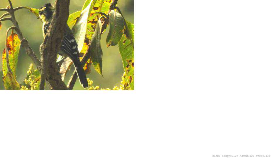 Wildlife recorded on campus during the biodiversity survey — The Dome Retreats, Madikeri, Western Ghats (survey photo 76)