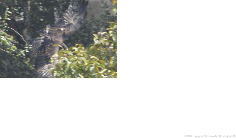 Wildlife recorded on campus during the biodiversity survey — The Dome Retreats, Madikeri, Western Ghats (survey photo 77)