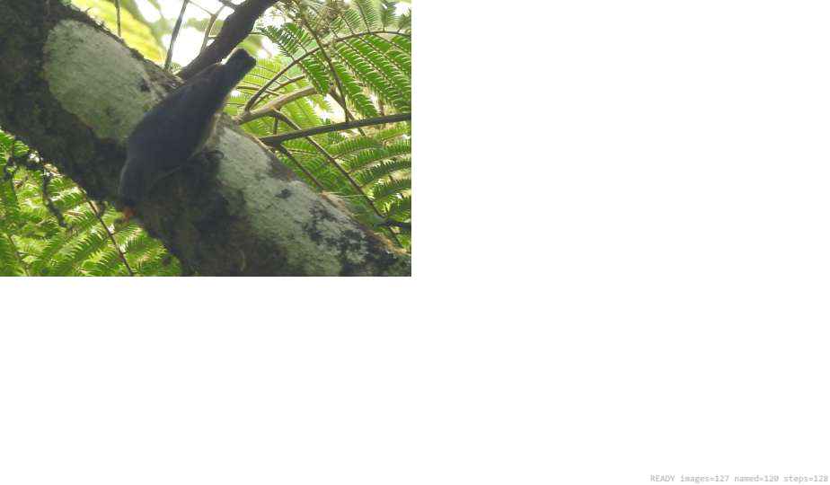 Wildlife recorded on campus during the biodiversity survey — The Dome Retreats, Madikeri, Western Ghats (survey photo 78)