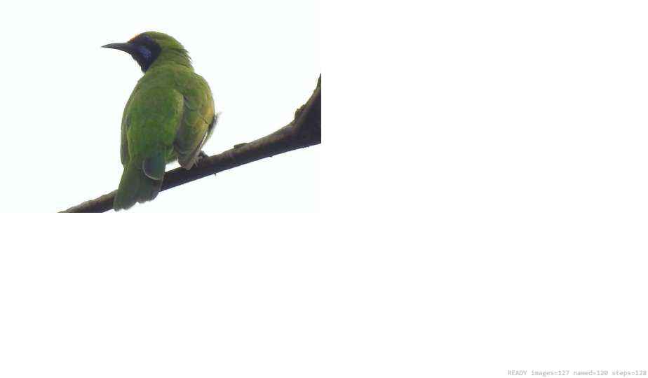 Wildlife recorded on campus during the biodiversity survey — The Dome Retreats, Madikeri, Western Ghats (survey photo 79)