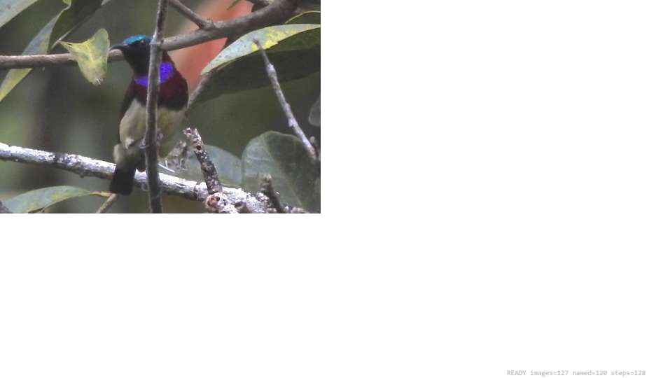 Wildlife recorded on campus during the biodiversity survey — The Dome Retreats, Madikeri, Western Ghats (survey photo 80)