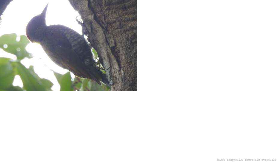 Wildlife recorded on campus during the biodiversity survey — The Dome Retreats, Madikeri, Western Ghats (survey photo 81)