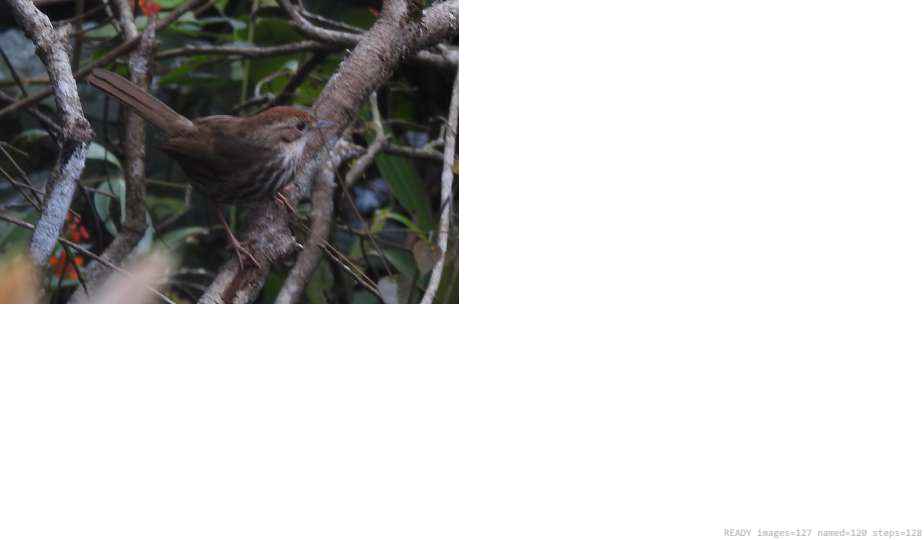 Wildlife recorded on campus during the biodiversity survey — The Dome Retreats, Madikeri, Western Ghats (survey photo 82)