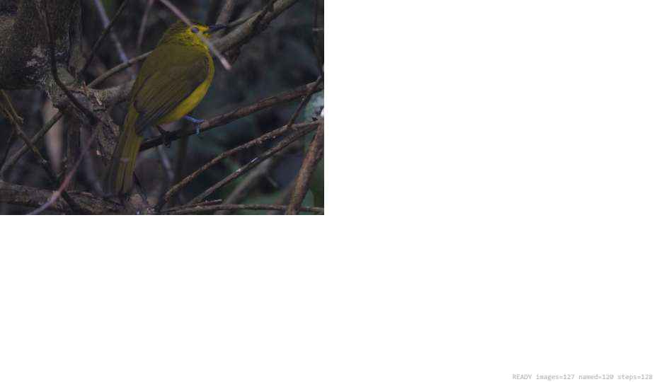 Wildlife recorded on campus during the biodiversity survey — The Dome Retreats, Madikeri, Western Ghats (survey photo 83)