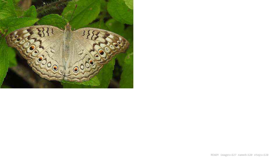 Wildlife recorded on campus during the biodiversity survey — The Dome Retreats, Madikeri, Western Ghats (survey photo 84)