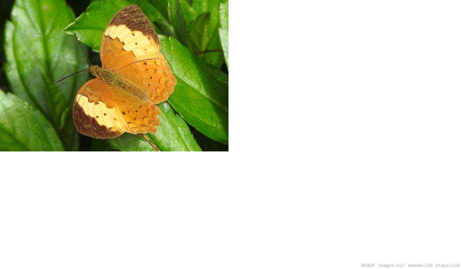 Wildlife recorded on campus during the biodiversity survey — The Dome Retreats, Madikeri, Western Ghats (survey photo 85)