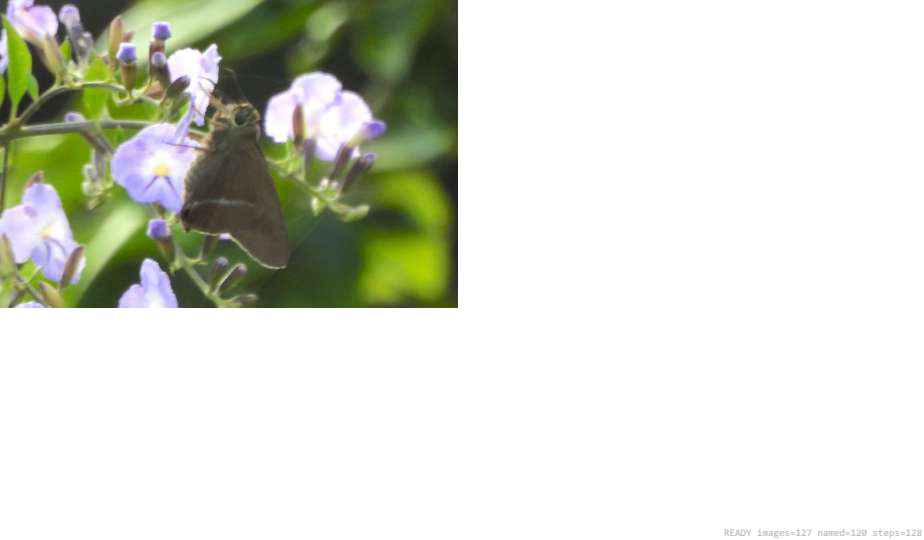 Wildlife recorded on campus during the biodiversity survey — The Dome Retreats, Madikeri, Western Ghats (survey photo 86)