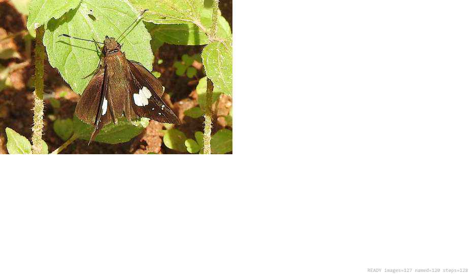 Wildlife recorded on campus during the biodiversity survey — The Dome Retreats, Madikeri, Western Ghats (survey photo 87)