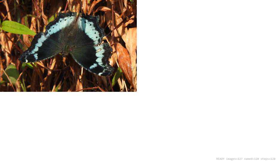 Wildlife recorded on campus during the biodiversity survey — The Dome Retreats, Madikeri, Western Ghats (survey photo 88)