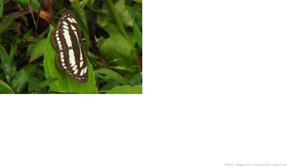 Wildlife recorded on campus during the biodiversity survey — The Dome Retreats, Madikeri, Western Ghats (survey photo 89)