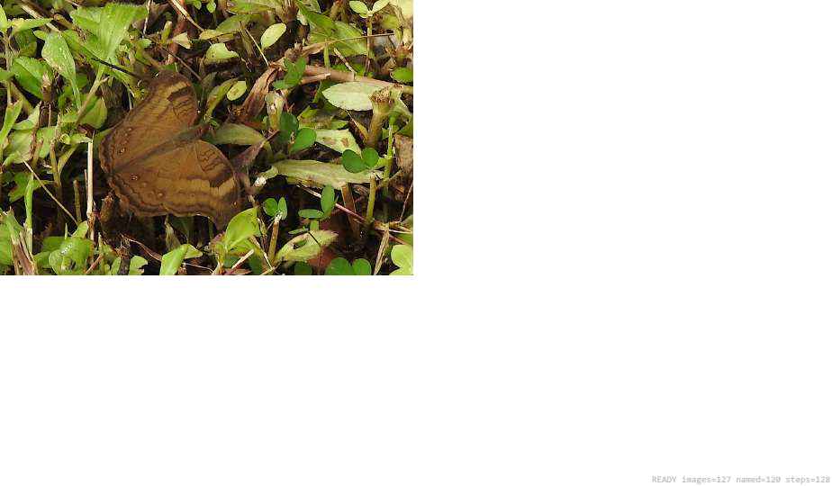Wildlife recorded on campus during the biodiversity survey — The Dome Retreats, Madikeri, Western Ghats (survey photo 90)