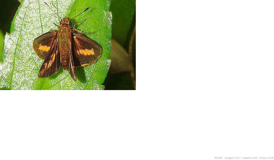 Wildlife recorded on campus during the biodiversity survey — The Dome Retreats, Madikeri, Western Ghats (survey photo 91)