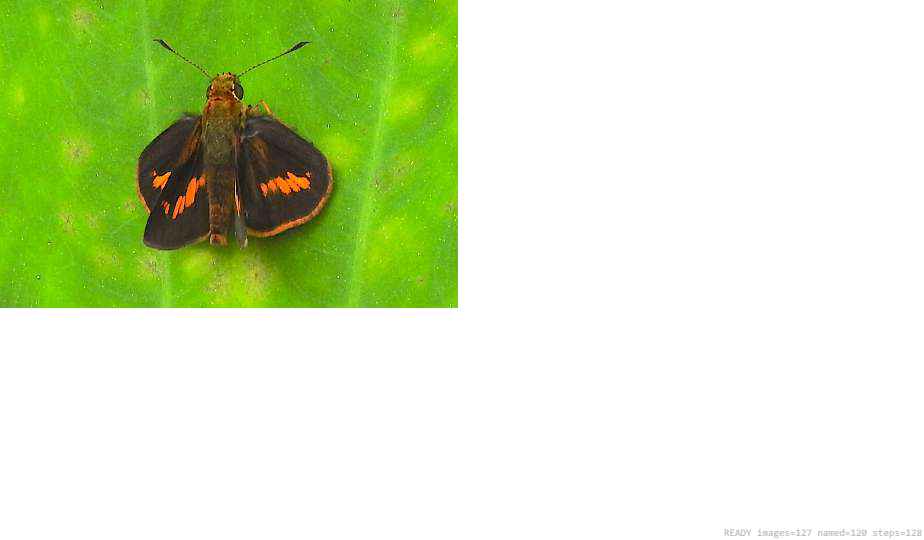 Wildlife recorded on campus during the biodiversity survey — The Dome Retreats, Madikeri, Western Ghats (survey photo 92)