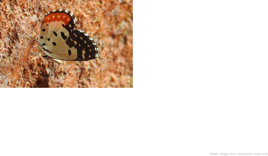 Wildlife recorded on campus during the biodiversity survey — The Dome Retreats, Madikeri, Western Ghats (survey photo 93)