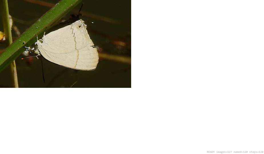 Wildlife recorded on campus during the biodiversity survey — The Dome Retreats, Madikeri, Western Ghats (survey photo 94)