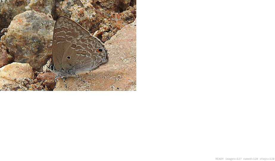 Wildlife recorded on campus during the biodiversity survey — The Dome Retreats, Madikeri, Western Ghats (survey photo 95)