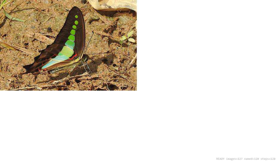 Wildlife recorded on campus during the biodiversity survey — The Dome Retreats, Madikeri, Western Ghats (survey photo 96)