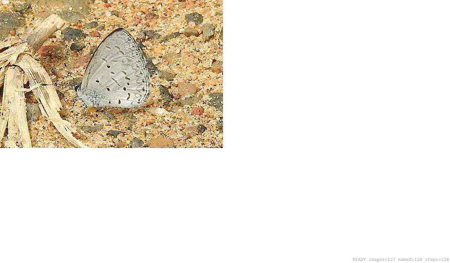 Wildlife recorded on campus during the biodiversity survey — The Dome Retreats, Madikeri, Western Ghats (survey photo 98)