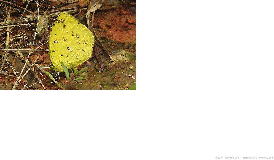 Wildlife recorded on campus during the biodiversity survey — The Dome Retreats, Madikeri, Western Ghats (survey photo 99)
