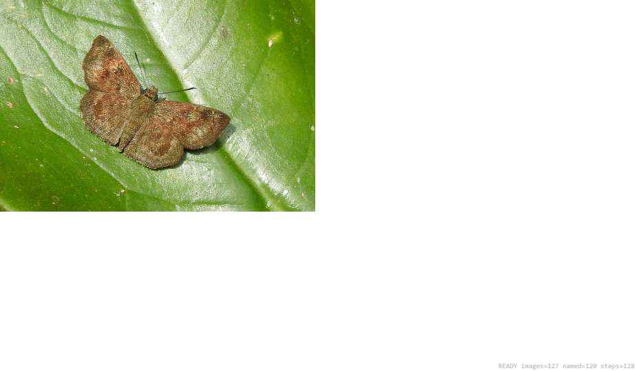 Butterfly recorded on campus during the biodiversity survey — The Dome Retreats, Madikeri, Western Ghats (survey photo 01)