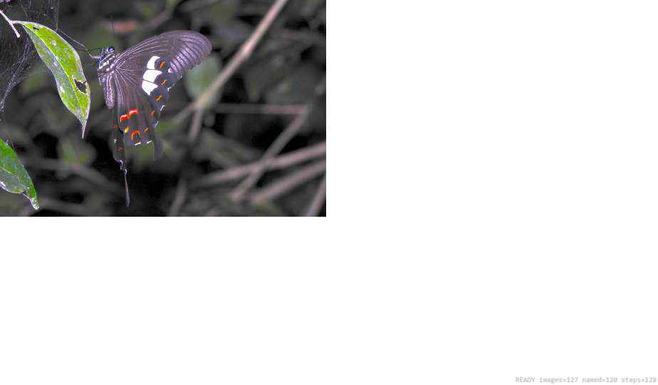 Butterfly recorded on campus during the biodiversity survey — The Dome Retreats, Madikeri, Western Ghats (survey photo 02)