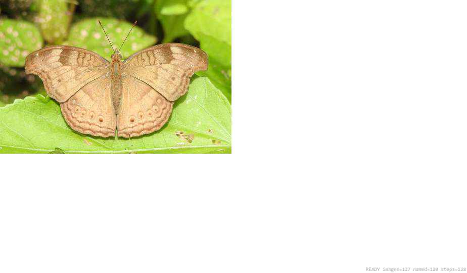 Butterfly recorded on campus during the biodiversity survey — The Dome Retreats, Madikeri, Western Ghats (survey photo 03)