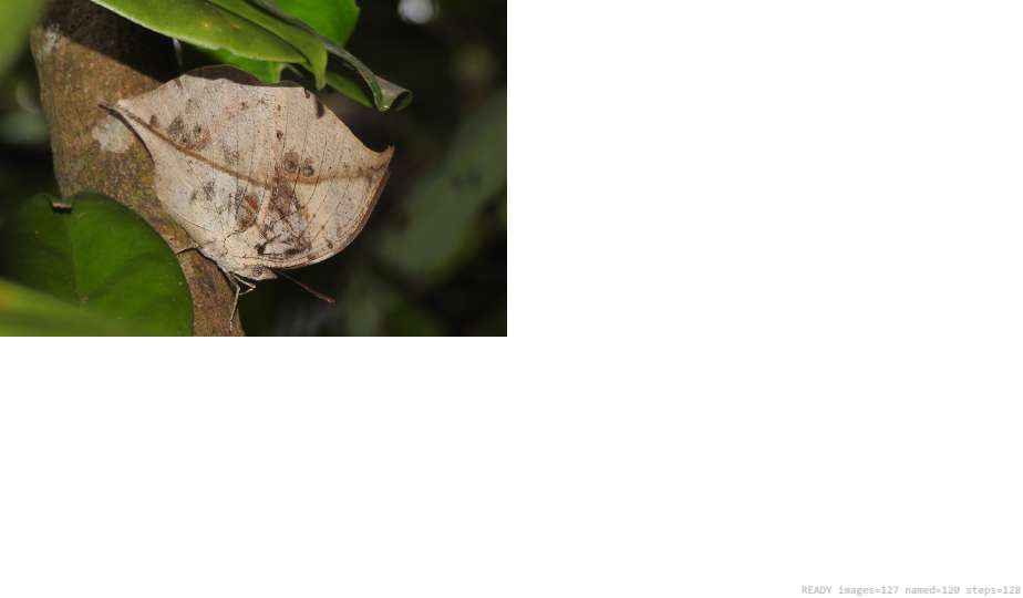 Butterfly recorded on campus during the biodiversity survey — The Dome Retreats, Madikeri, Western Ghats (survey photo 04)