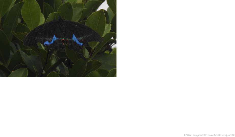 Butterfly recorded on campus during the biodiversity survey — The Dome Retreats, Madikeri, Western Ghats (survey photo 05)