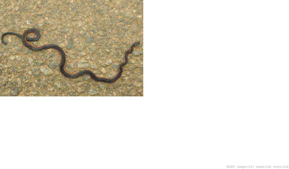 Butterfly recorded on campus during the biodiversity survey — The Dome Retreats, Madikeri, Western Ghats (survey photo 07)