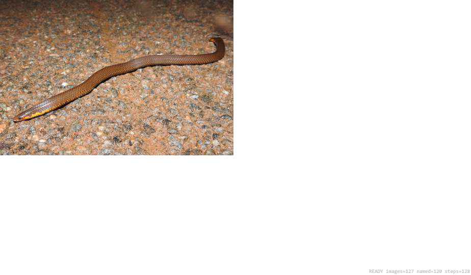 Butterfly recorded on campus during the biodiversity survey — The Dome Retreats, Madikeri, Western Ghats (survey photo 08)