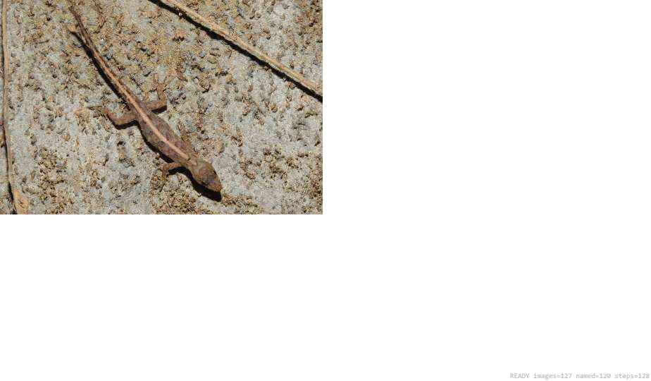 Butterfly recorded on campus during the biodiversity survey — The Dome Retreats, Madikeri, Western Ghats (survey photo 09)