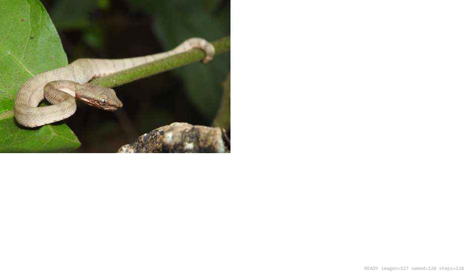 Butterfly recorded on campus during the biodiversity survey — The Dome Retreats, Madikeri, Western Ghats (survey photo 10)