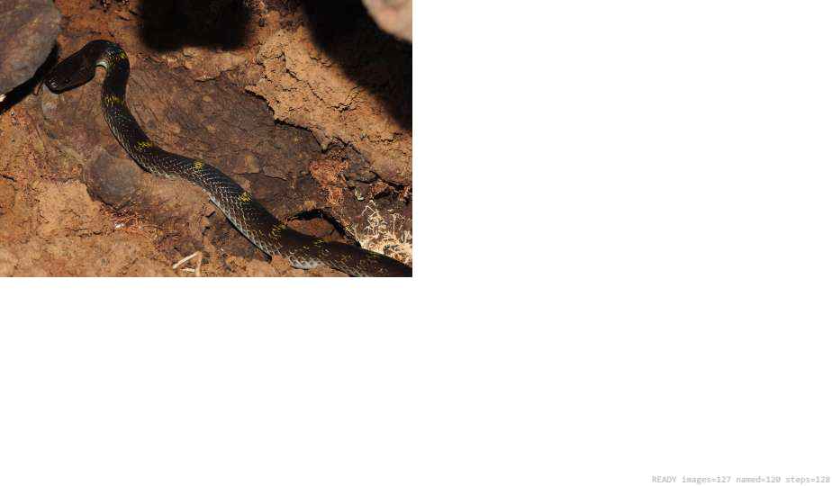 Butterfly recorded on campus during the biodiversity survey — The Dome Retreats, Madikeri, Western Ghats (survey photo 12)