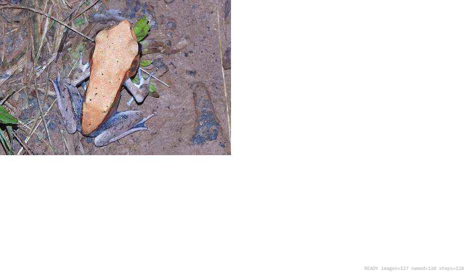 Butterfly recorded on campus during the biodiversity survey — The Dome Retreats, Madikeri, Western Ghats (survey photo 13)