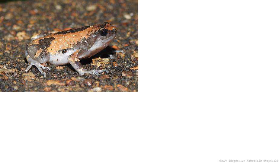 Butterfly recorded on campus during the biodiversity survey — The Dome Retreats, Madikeri, Western Ghats (survey photo 15)