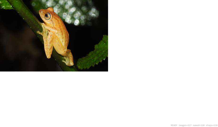 Butterfly recorded on campus during the biodiversity survey — The Dome Retreats, Madikeri, Western Ghats (survey photo 16)
