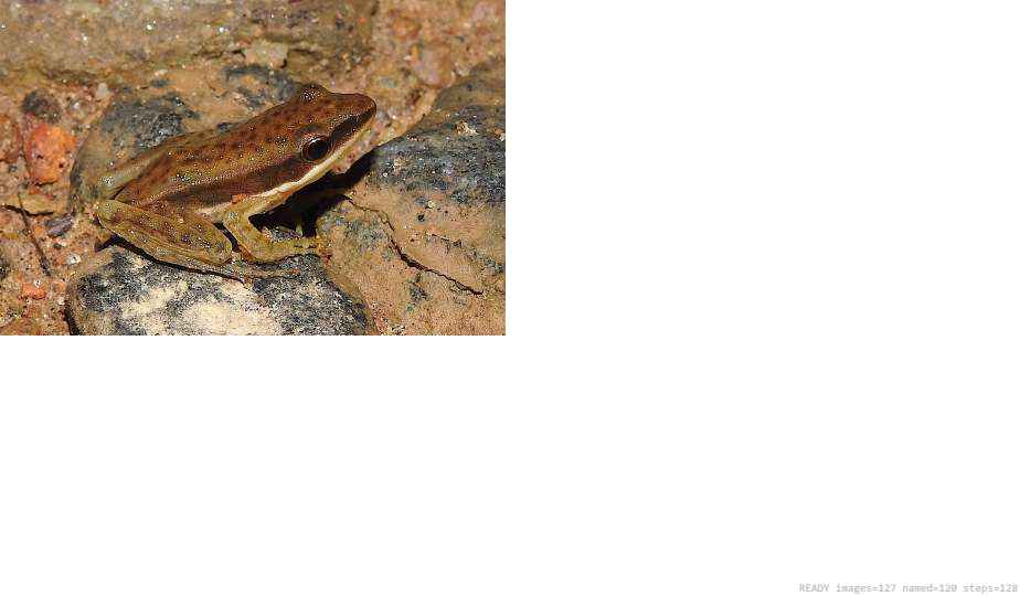 Butterfly recorded on campus during the biodiversity survey — The Dome Retreats, Madikeri, Western Ghats (survey photo 17)