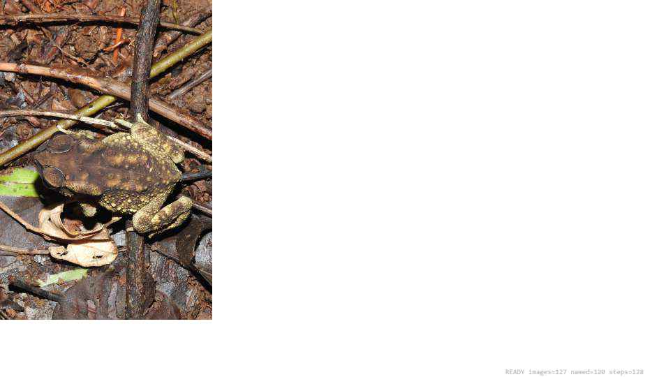 Butterfly recorded on campus during the biodiversity survey — The Dome Retreats, Madikeri, Western Ghats (survey photo 18)