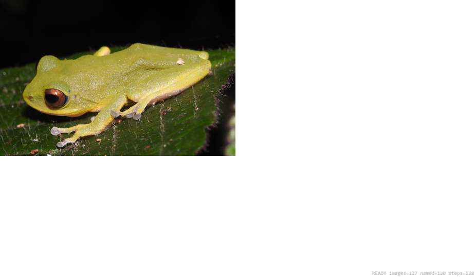 Butterfly recorded on campus during the biodiversity survey — The Dome Retreats, Madikeri, Western Ghats (survey photo 20)