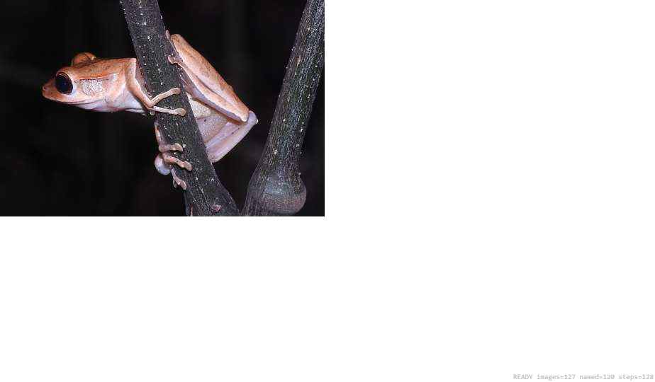 Butterfly recorded on campus during the biodiversity survey — The Dome Retreats, Madikeri, Western Ghats (survey photo 21)