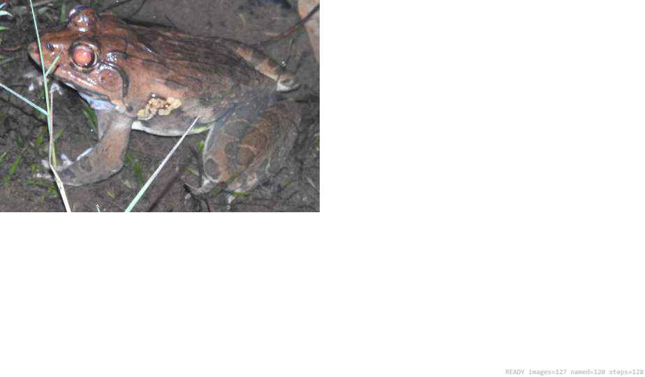 Butterfly recorded on campus during the biodiversity survey — The Dome Retreats, Madikeri, Western Ghats (survey photo 22)