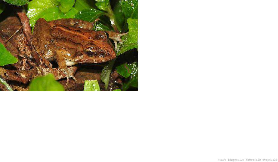 Butterfly recorded on campus during the biodiversity survey — The Dome Retreats, Madikeri, Western Ghats (survey photo 24)