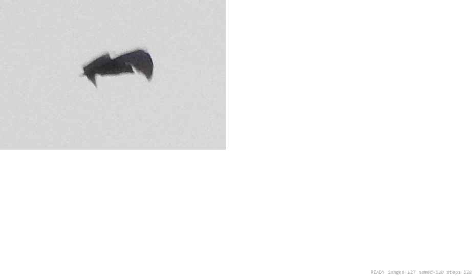 Butterfly recorded on campus during the biodiversity survey — The Dome Retreats, Madikeri, Western Ghats (survey photo 26)