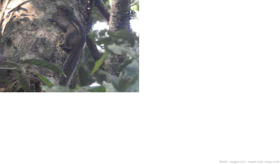 Butterfly recorded on campus during the biodiversity survey — The Dome Retreats, Madikeri, Western Ghats (survey photo 27)